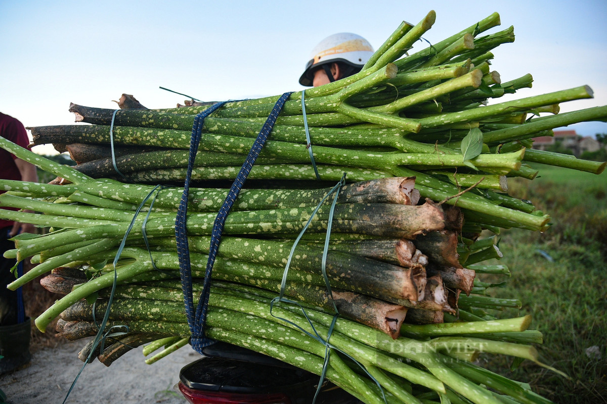Thân cây nưa được dùng để chế biến nhiều món ăn ngon, hấp dẫn như dưa chua chột nưa muối với cây kiệu ăn kèm với thịt heo luộc là món ăn ngon, hấp dẫn.