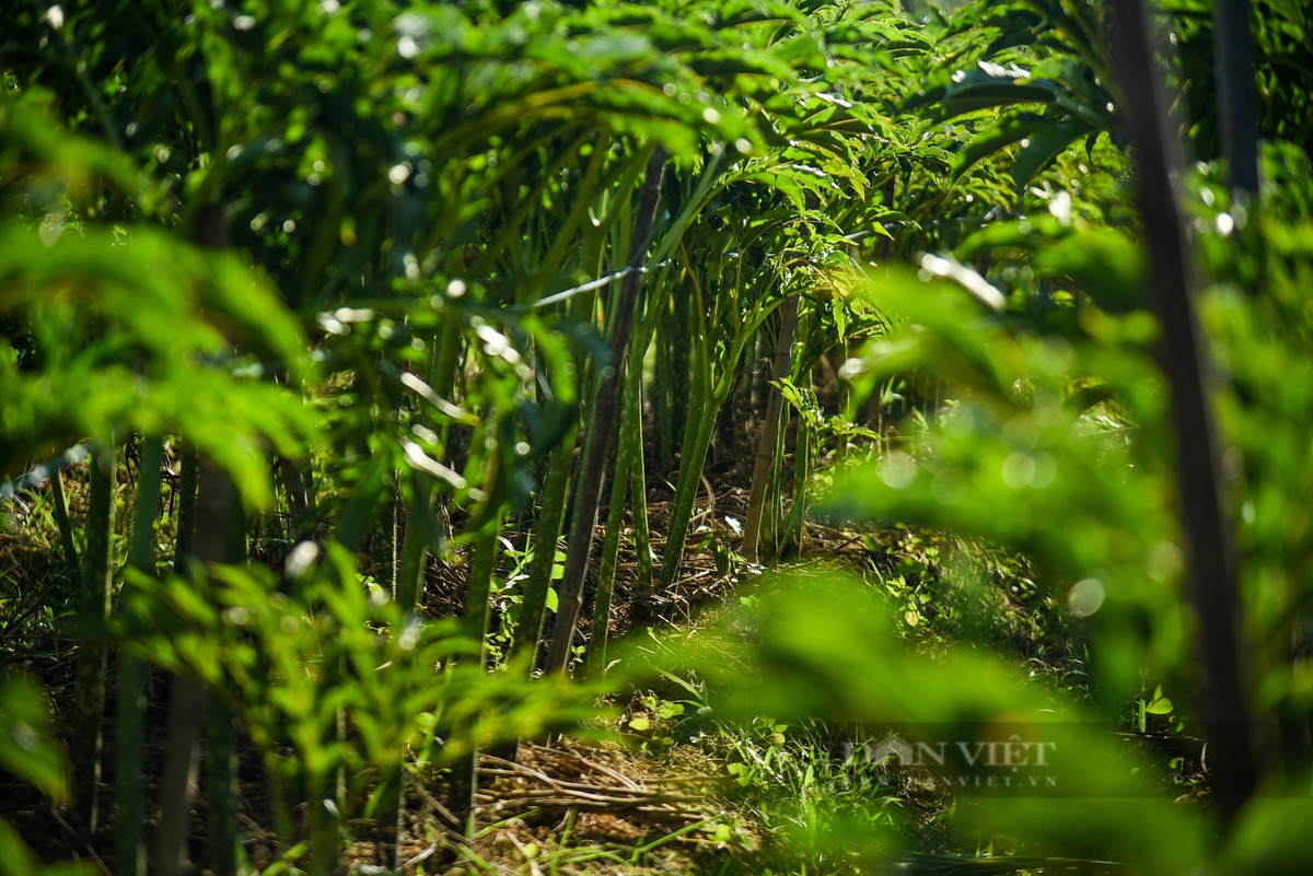 Ở Huế, chỉ bốn vùng có thổ nhưỡng “đặc biệt”: huyện Hương Trà có làng Hương Sơ và La Chữ, huyện Quảng Điền có làng Phú Lễ và Niêm Phò (quê quán của đại tướng Nguyễn Chí Thanh và nhà thơ Tố Hữu) thì củ nưa trồng ở đây có thể ăn được và rất ngon vì hương vị độc đáo hơn hẳn các loại khoai sọ khác.
