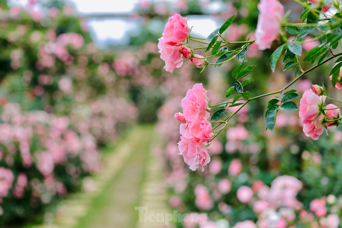 Có dịp đến khu vườn hồng đặc biệt này, chúng ta đều dễ bị "choáng ngợp" bởi vẻ đẹp của hàng chục giống hoa hồng cổ và hoa hồng ngoại, với hương thơm ngát.