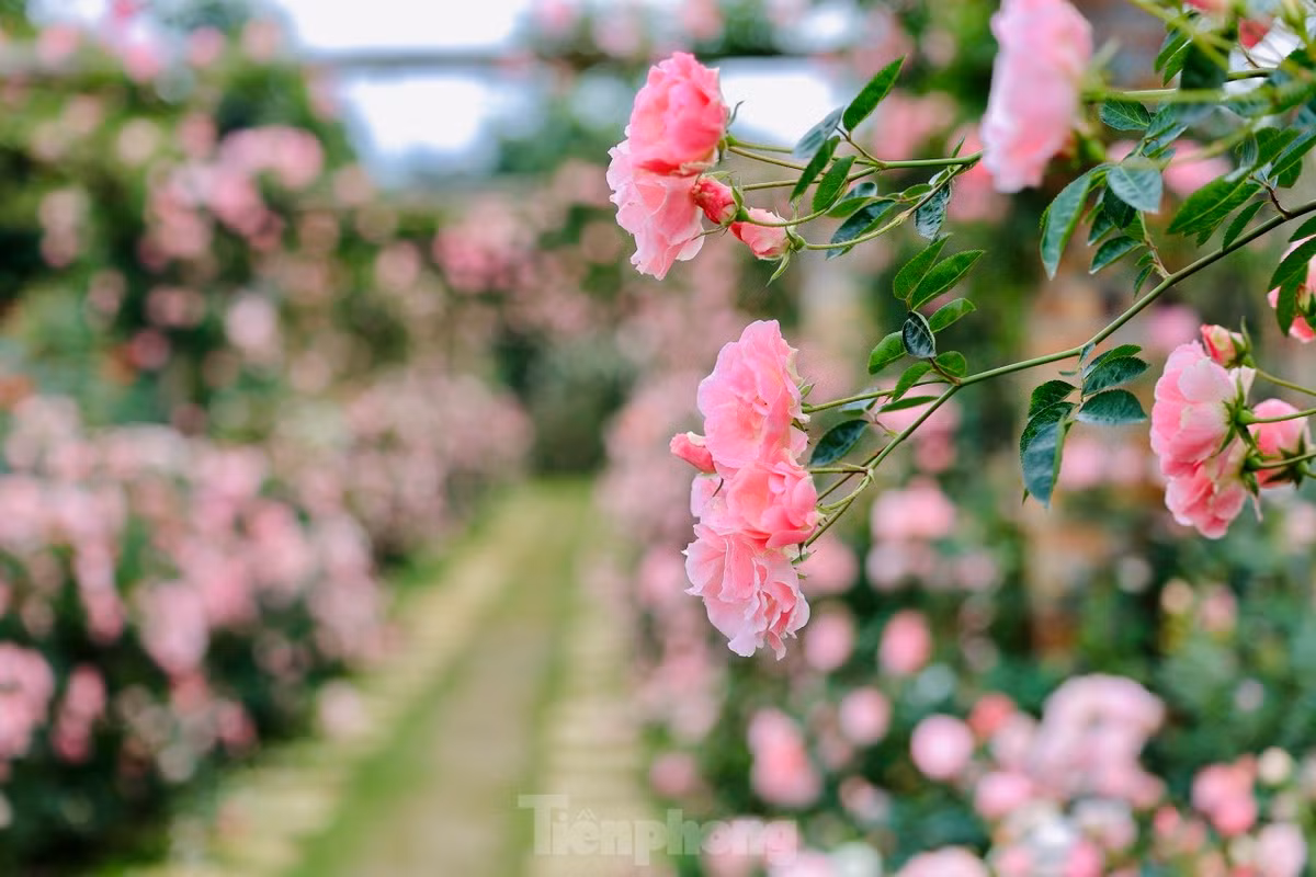 Có dịp đến khu vườn hồng đặc biệt này, chúng ta đều dễ bị "choáng ngợp" bởi vẻ đẹp của hàng chục giống hoa hồng cổ và hoa hồng ngoại, với hương thơm ngát.