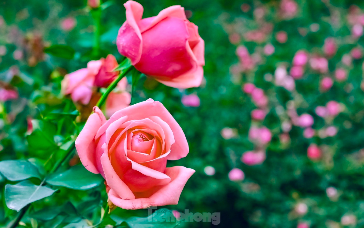 Chủ vườn chia sẻ: "Phải mất gần 5 tháng chăm sóc kỹ lưỡng mới có một mùa hoa đẹp với hàng nghìn bông hoa nở rộ, thơm ngát. Hoa hồng thuộc dòng hoa trang trí cao cấp và ưa khí hậu ôn đới, 1 năm chỉ khai thác được vài tháng, vì hoa nở theo lứa. Để có thể trồng được 1 vườn hồng rộng 6.000m2 phải đầu tư rất nhiều công sức".