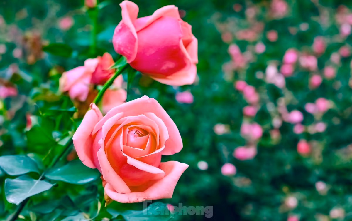 Chủ vườn chia sẻ: "Phải mất gần 5 tháng chăm sóc kỹ lưỡng mới có một mùa hoa đẹp với hàng nghìn bông hoa nở rộ, thơm ngát. Hoa hồng thuộc dòng hoa trang trí cao cấp và ưa khí hậu ôn đới, 1 năm chỉ khai thác được vài tháng, vì hoa nở theo lứa. Để có thể trồng được 1 vườn hồng rộng 6.000m2 phải đầu tư rất nhiều công sức".