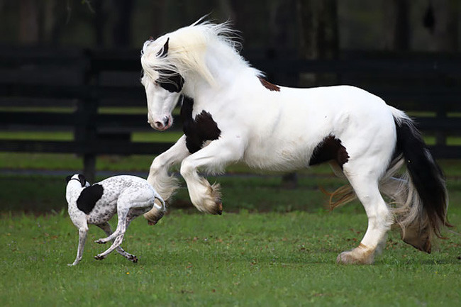  Con giáp Chó và Ngựa: con ngựa và con chó sẽ thảo luận trực tiếp về một vấn đề chính trị, nhưng về cơ bản chúng giống nhau một cách gián tiếp, vì vậy hai người họ cũng có thể trở thành bạn tốt của nhau đấy, nếu bạn để cho mình có nhiều chuyện nhỏ và lựa chọn không đồng ý, sẽ có rất nhiều bất đồng.
