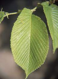  Vỏ cây du cũng có thể dùng làm thuốc chữa bệnh, nhiều người khi không có khả năng đi khám bệnh đã dùng vỏ cây du để đun thuốc chữa bệnh. Mục đích của người xưa khi không muốn chặt cây du là để loài cây này tiếp tục mang lại lợi ích cho các thế hệ mai sau, giống như sự phát triển bền vững ngày nay. 