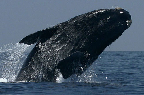 =5. Cá voi đầu bò phương Nam (trọng lượng tối đa: 80 tấn).