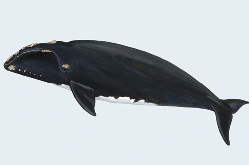 2. Cá voi đầu bò Bắc Đại Tây Dương (trọng lượng tối đa: 106 tấn).