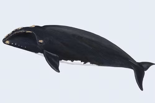 2. Cá voi đầu bò Bắc Đại Tây Dương (trọng lượng tối đa: 106 tấn).