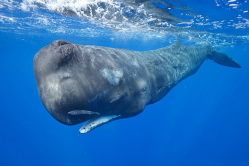 8. Cá nhà táng (trọng lượng tối đa: 57 tấn).