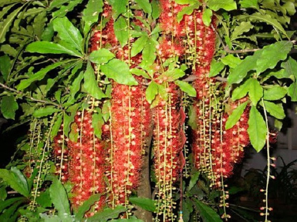 ##b###Cây lộc vừng. Lộc vừng là loài cây được nhiều gia đình lựa chọn trồng trước cửa nhà hoặc trong khuôn viên gia đình với mong muốn cây sẽ mang lại những điều tốt lành cho gia chủ.