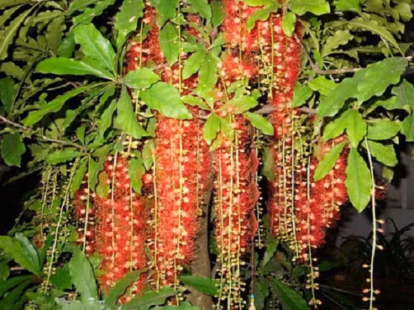  Cây lộc vừng. Lộc vừng là loài cây được nhiều gia đình lựa chọn trồng trước cửa nhà hoặc trong khuôn viên gia đình với mong muốn cây sẽ mang lại những điều tốt lành cho gia chủ.