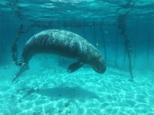 Su that vo tinh duoc nhom tho lan kham pha duoi day dai duong