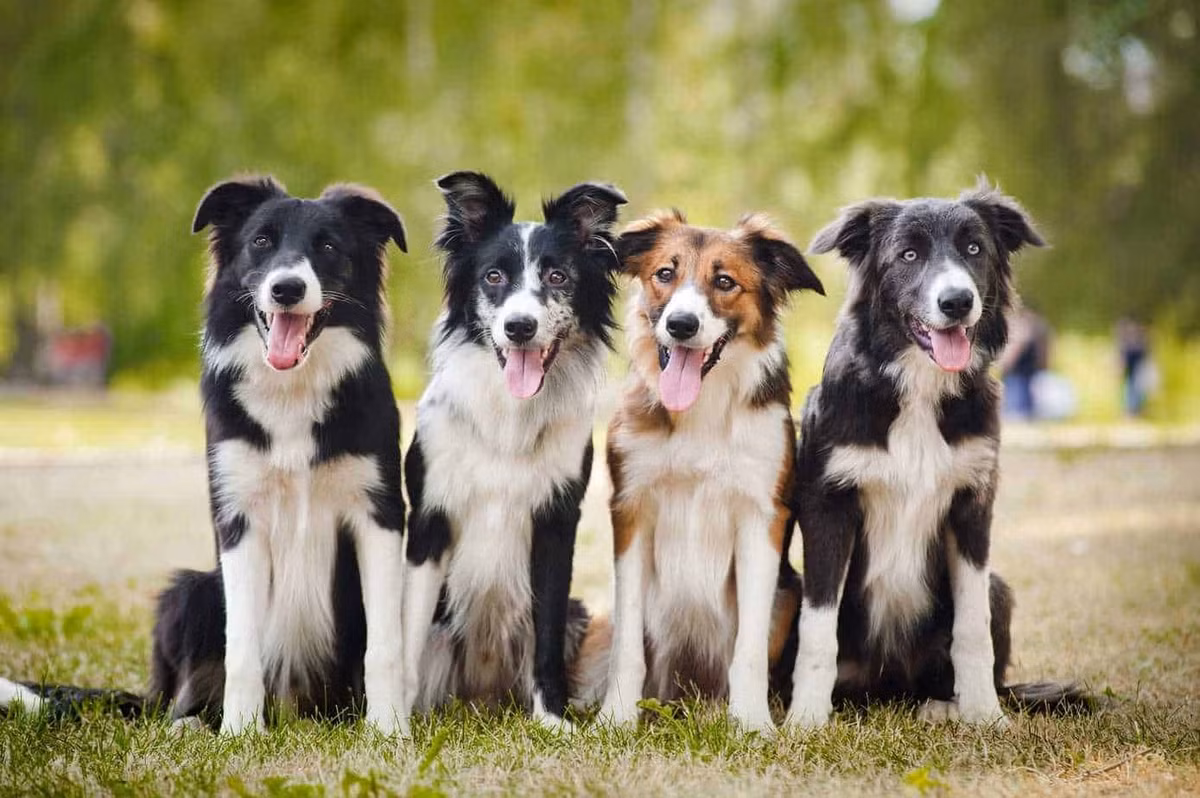 Cac nha khoa hoc cong bo danh sach giong cho khon va ngu nhat