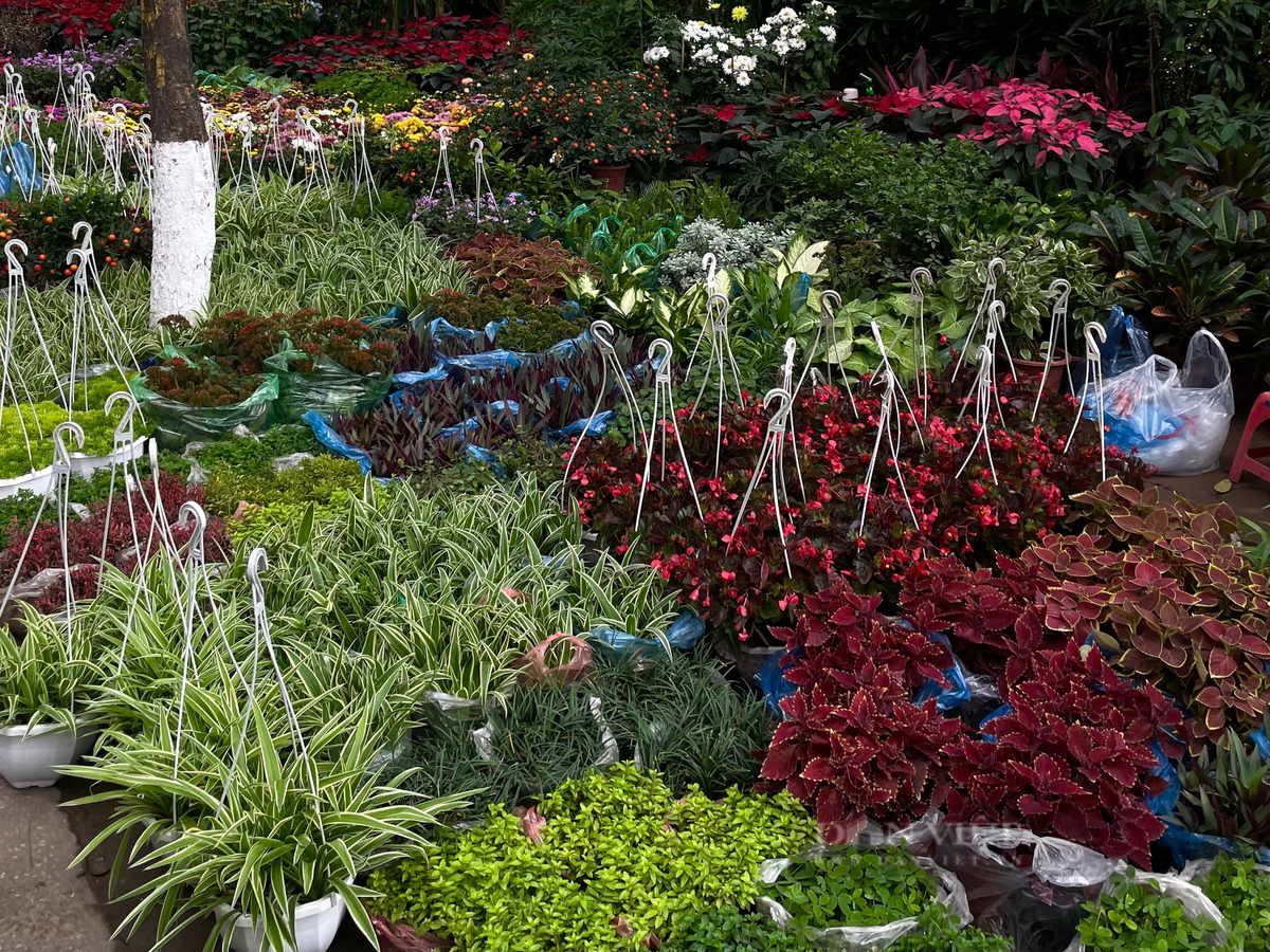  Các loại hoa nhỏ như cúc mâm xôi, trạng nguyên,… cũng được bày bán để người dân trang trí trước cửa nhà hay phòng khách. Ảnh: Phương Linh - Nguyễn Tùng. 