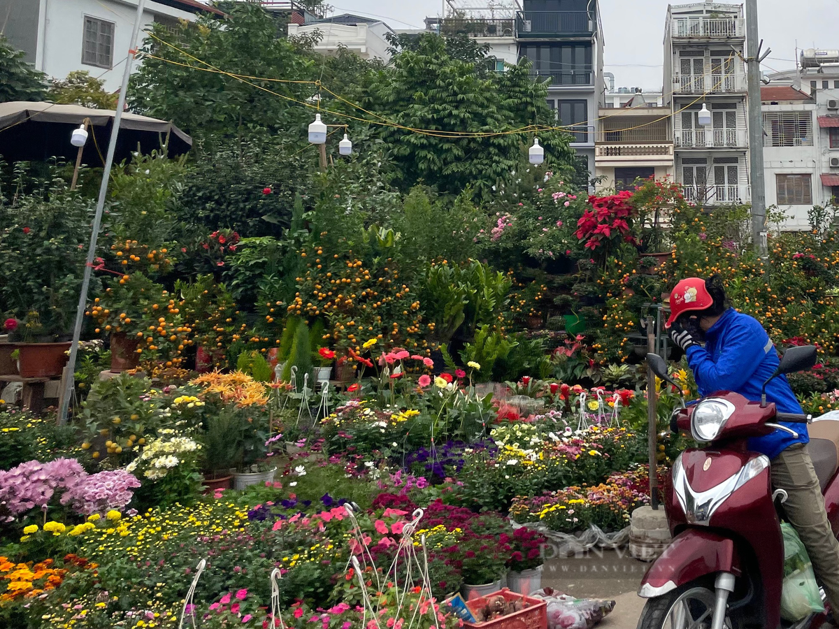  Không khí của ngày Tết Nguyên đán đã tràn ngập khắp phố phường, nhưng khi đến với con đường Hoàng Hoa Thám, người mua mới cảm nhận được cái nô nức, hồi hộp của một năm mới cận kề. Tuy nhiên, "chợ hoa" nối dài trên con đường này không tránh khỏi việc lấn chiếm hết vỉa hè, hoa được bày bán tràn xuống cả đường, xe vận chuyển cây cảnh gây ùn tắc giao thông trong những ngày giáp Tết. Ảnh: Phương Linh - Nguyễn Tùng.