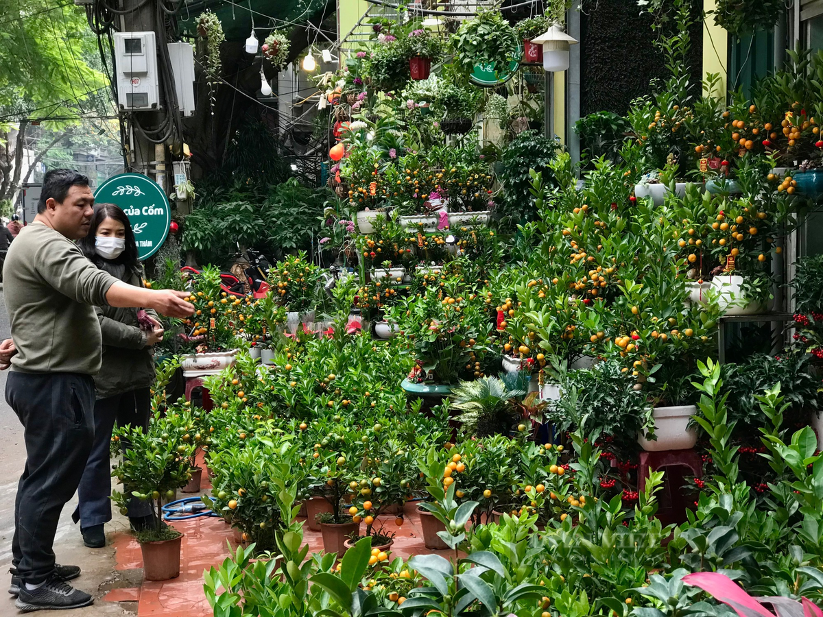  Trên đường Hoàng Hoa Thám, không quá nhiều các loại đào hay quất thế được tiểu thương đưa vào tiêu thụ. Hầu hết đều chỉ là các loại đào cảnh, quất cảnh nhỏ để bàn. Ảnh: Phương Linh - Nguyễn Tùng. 