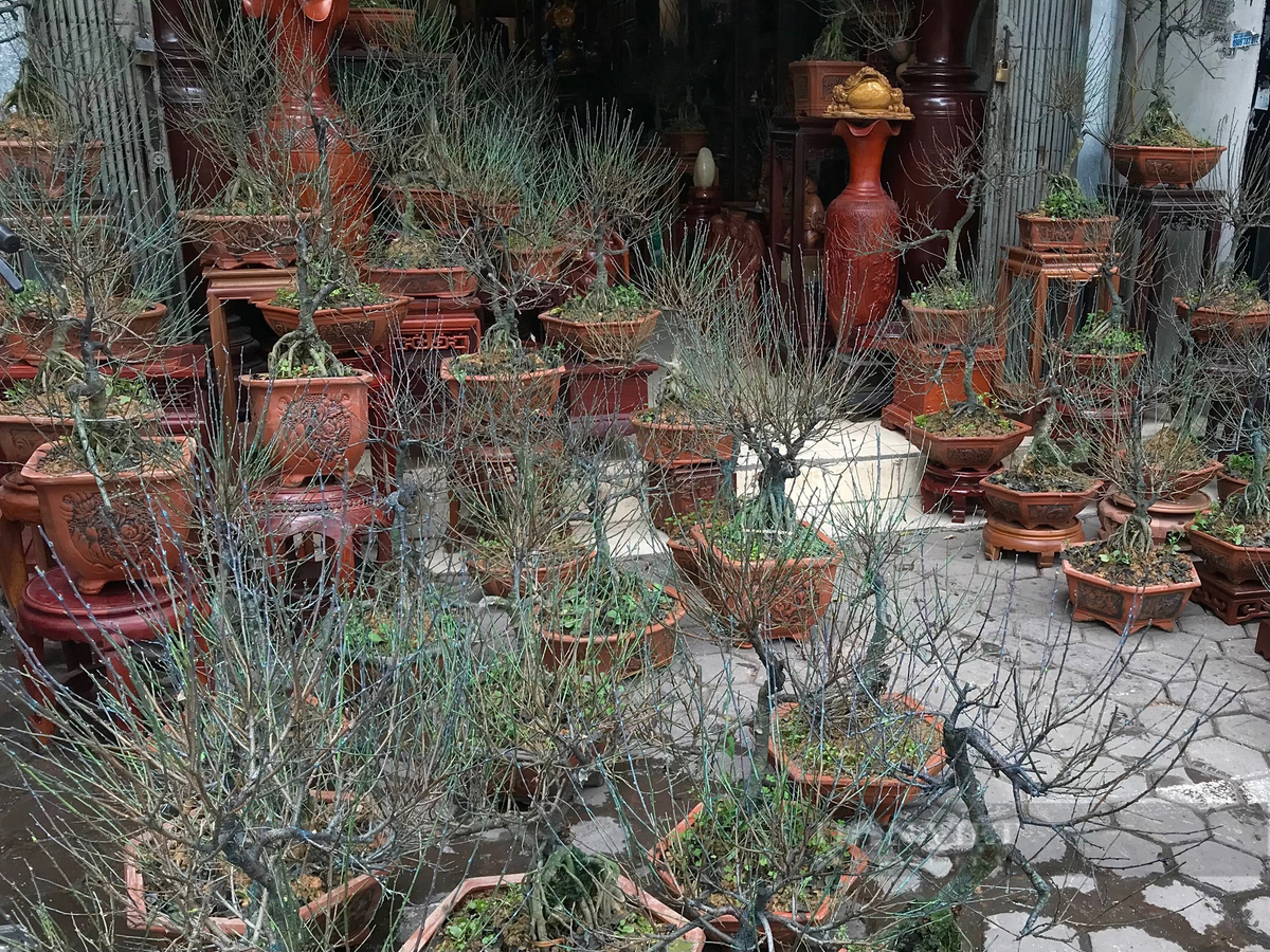 Tại đây, các tiểu thương bày bán các loại hoa, cây cảnh quanh năm, có đủ mọi mức giá để người dân thoải mái chọn hoa sao cho hợp túi tiền. Ảnh: Phương Linh - Nguyễn Tùng. 