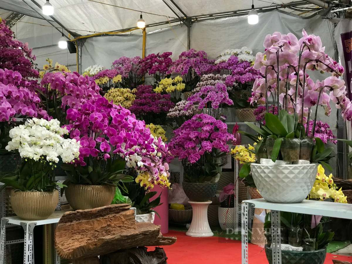  Hoa lan cũng là loại hoa được bày bán nhiều. Có một khu vực nhỏ trên đường Hoàng Hoa Thám chỉ toàn cửa hàng lan, mỗi cây đều rất to và được bán với mức giá cao. Ảnh: Phương Linh - Nguyễn Tùng. 