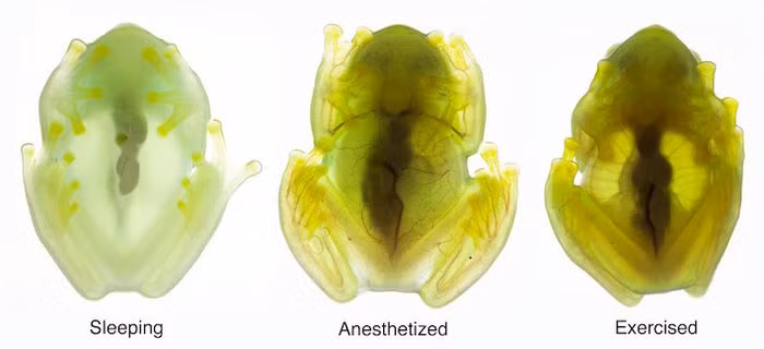 Kham pha bi an cua loai ech co kha nang 'tang hinh'-Hinh-2