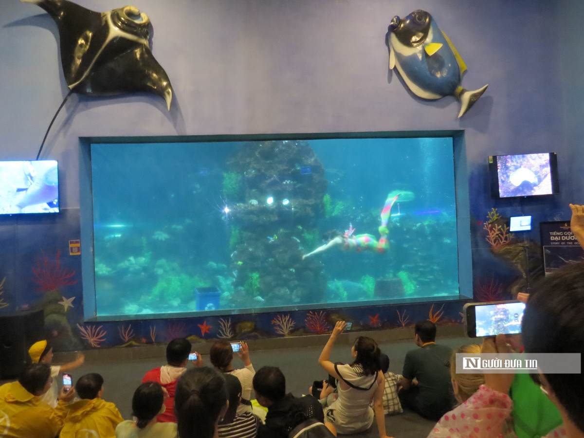 Chuyen ve nhung “nang tien ca” o thuy cung-Hinh-5