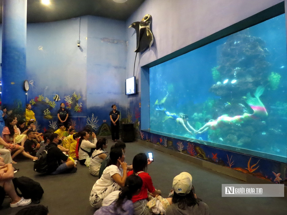 Chuyen ve nhung “nang tien ca” o thuy cung-Hinh-2