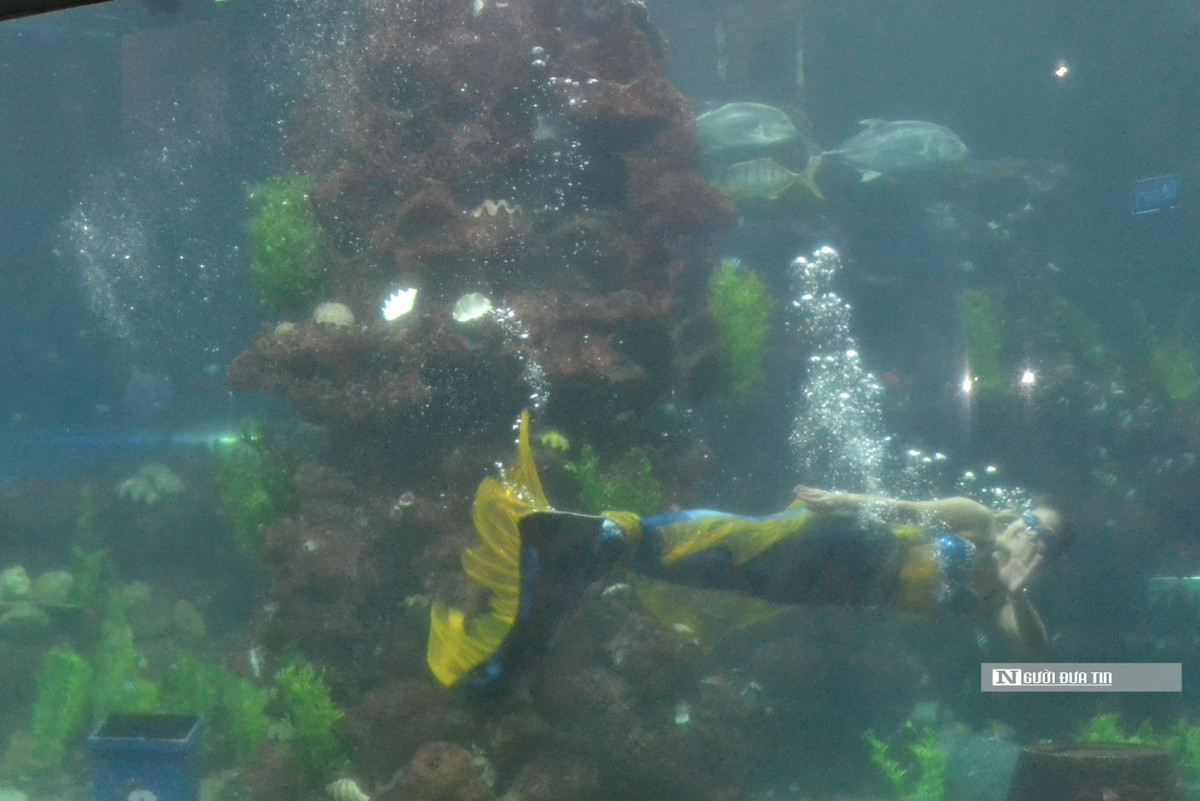 Chuyen ve nhung “nang tien ca” o thuy cung-Hinh-3