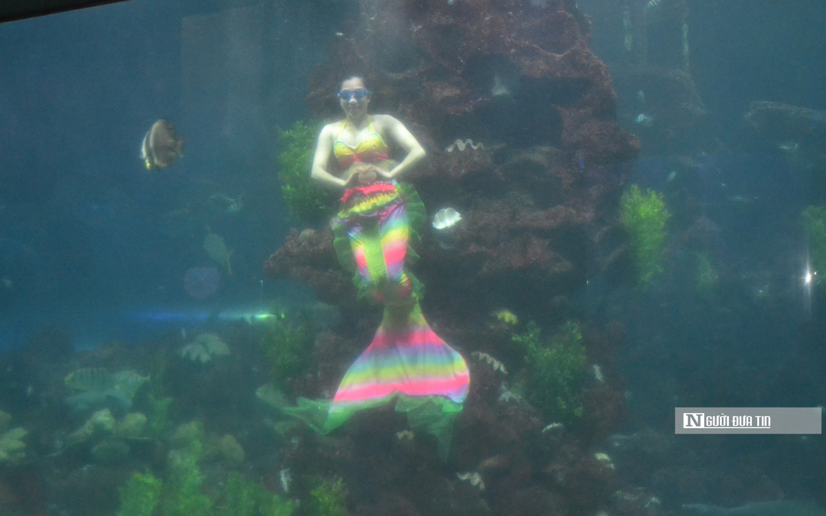 Chuyen ve nhung “nang tien ca” o thuy cung-Hinh-4