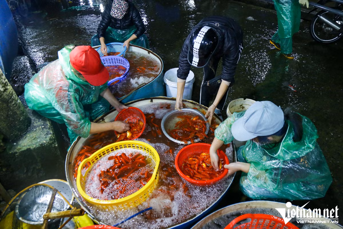 Ga cung ngam hoa hong hon 500.000 dong/con van hut khach-Hinh-4