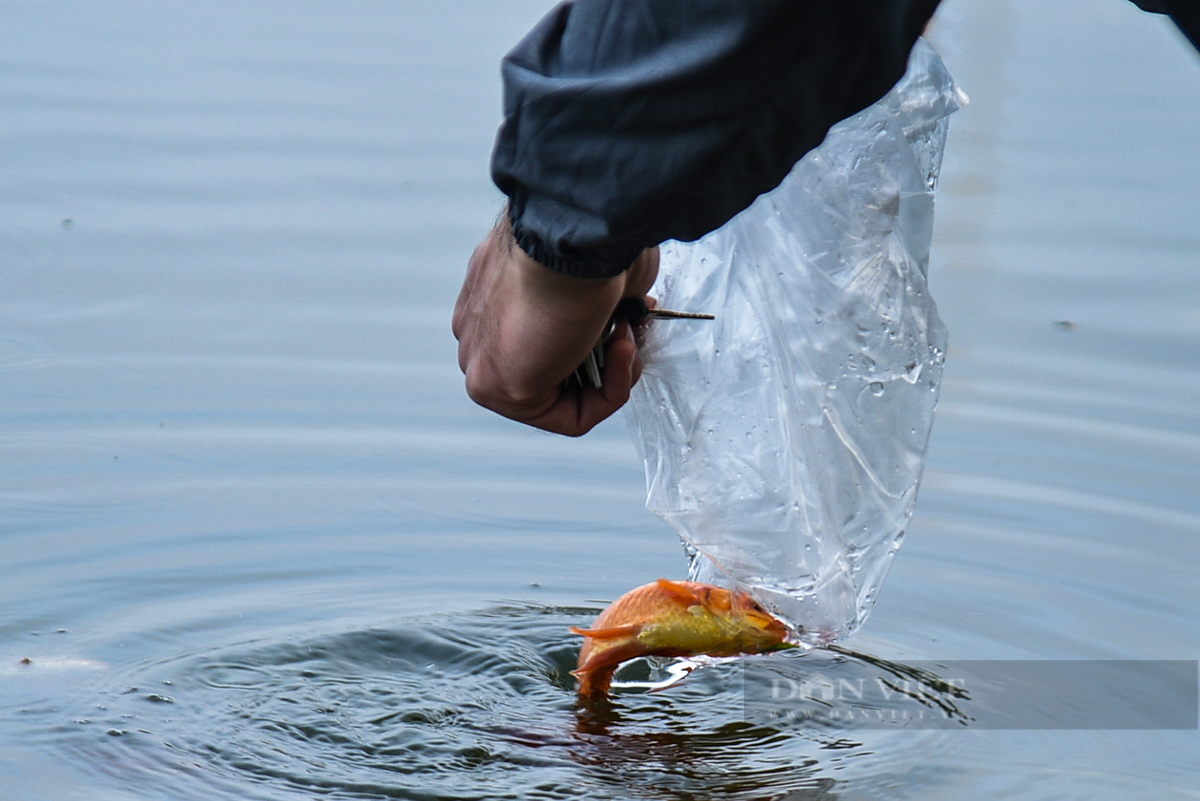  Nếu như nhiều người lựa chọn khay, bát tô để đựng cá đi thả thì nhiều người vẫn sử dụng túi ni lông. 