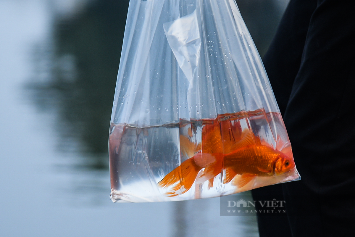  Cụ thể, người miền Bắc thường chuẩn bị 3 con cá chép đỏ sống bơi trong chậu nước với quan niệm “cá chép hóa rồng” đưa các Táo về trời. Những con cá chép này sẽ được thả ra các ao hồ hoặc sông sau khi làm lễ cúng. 