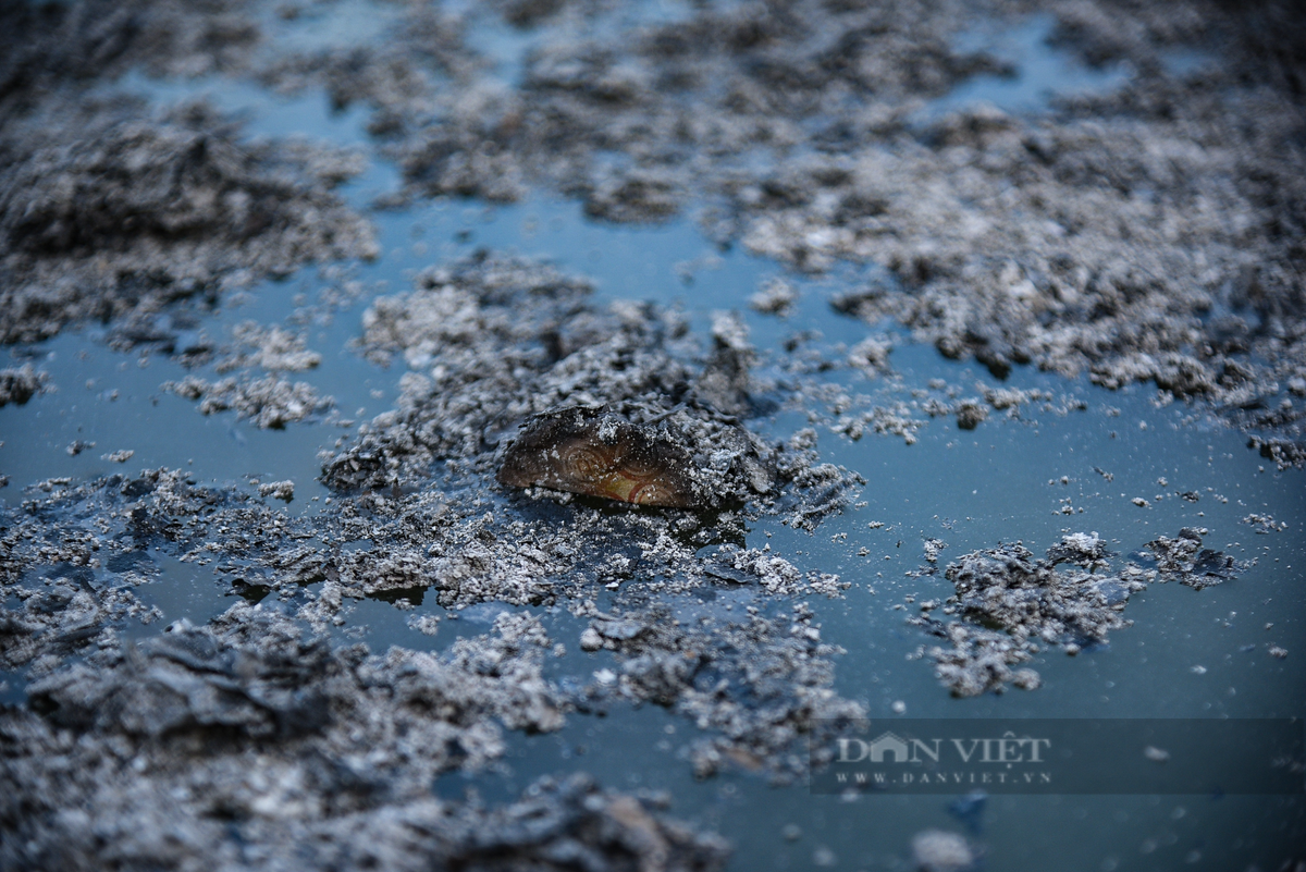  Điều này làm ảnh hưởng đến môi trường. Hình ảnh tàn tro được người dân thả xuống hồ Tây sáng ngày 14/1. Điều này khiến môi trường sống của cá đã bị ảnh hưởng nghiêm trọng. Thậm chí, cá đã chết ngửa bụng ngay sau khi được phóng sinh. 