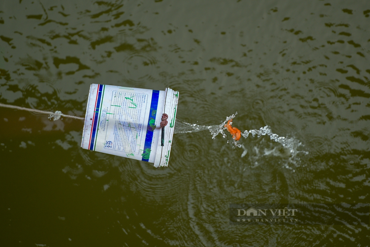  Từng xô cá được đưa dây xuống lòng sông rồi từ từ thả xuống, tránh việc thả từ trên cao hạn chế cá chết. 