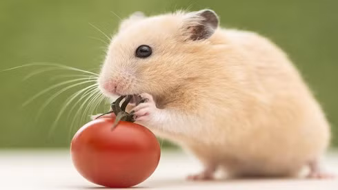  Tuổi Tý: Tử vi ngày mới 12 con giáp cho thấy sự nghiệp của người tuổi Tý sẽ có nhiều thuận lợi và suôn sẻ. Bạn có thể suôn sẻ hoàn thành những nhiệm vụ được giao mà không cần chịu nhiều áp lực như thời gian trước đây. 