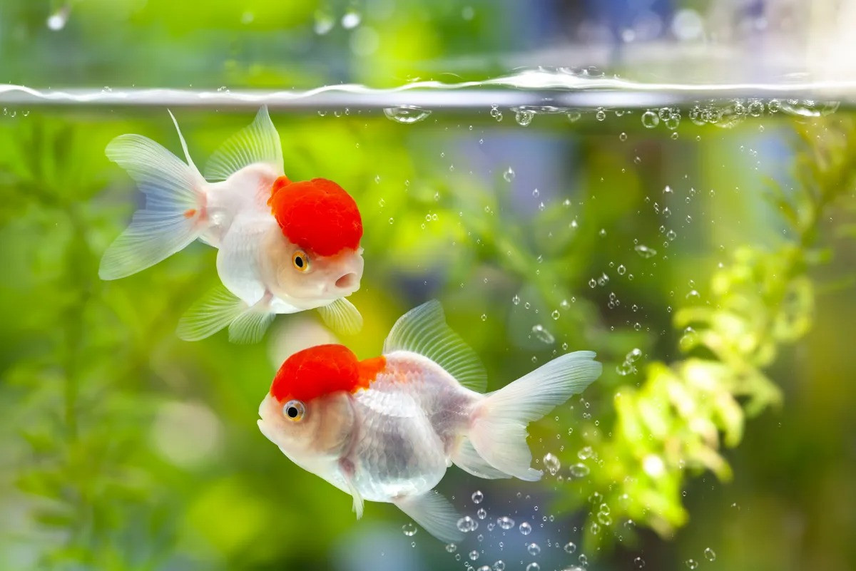 "Nỗi oan" trí nhớ 3 giây của cá vàng! "Nỗi oan" trí nhớ 3 giây của cá vàng! ảnh 1