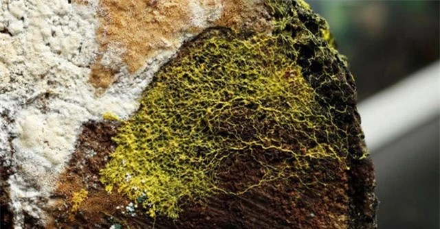 "Quái vật" không não có 720 giới tính, tự chữa lành trong 2 phút "Quái vật" không não có 720 giới tính, tự chữa lành trong 2 phút ảnh 1