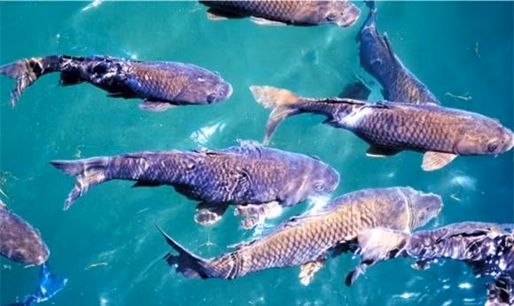 Co nhan noi: 'Nuoc trong thi khong co ca', ve sau moi thuc su tham-Hinh-2