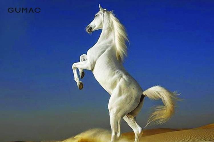  Tuổi Ngọ: Những người sinh năm Ngọ thường tự tin, năng nổ và quyết đoán. Họ không ngại khó khăn, dám mạo hiểm. Họ cũng có kỹ năng giao tiếp tốt, xử lý được các mối quan hệ khác nhau, được mọi người quý trọng.