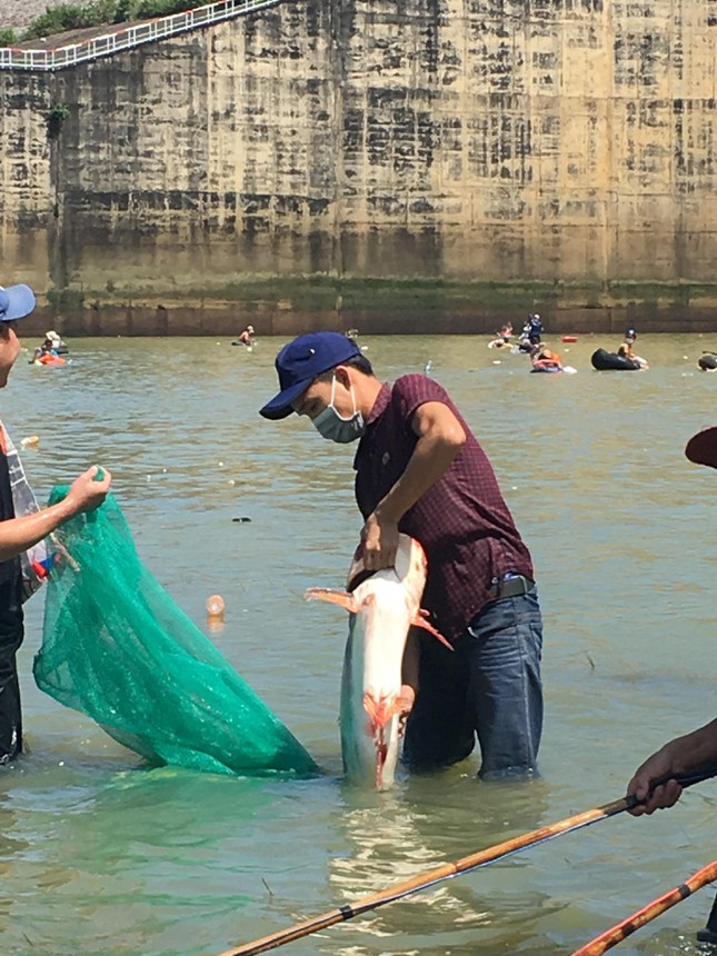 Các ‘ngư dân’ chuyên nghiệp và nghiệp dư dùng đủ loại dụng cụ như lưới giăng, chài bủa, xiệc điện… rà quét từng mét vuông mặt nước. Những loại cá như mè, chép, lăng, leo, chèn… nhanh chóng vào lưới các ‘ngư phủ’.