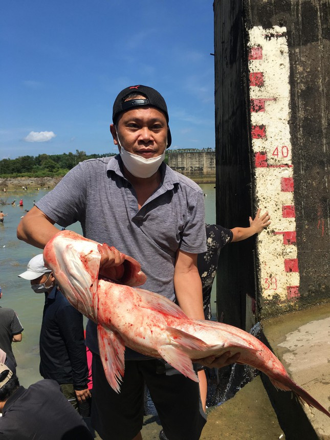 Anh Phan Minh Trung ở TP Biên Hòa đến xem bắt cá cũng phấn khởi khi mua con cá mè ‘khủng’ với giá 400 ngàn đồng.