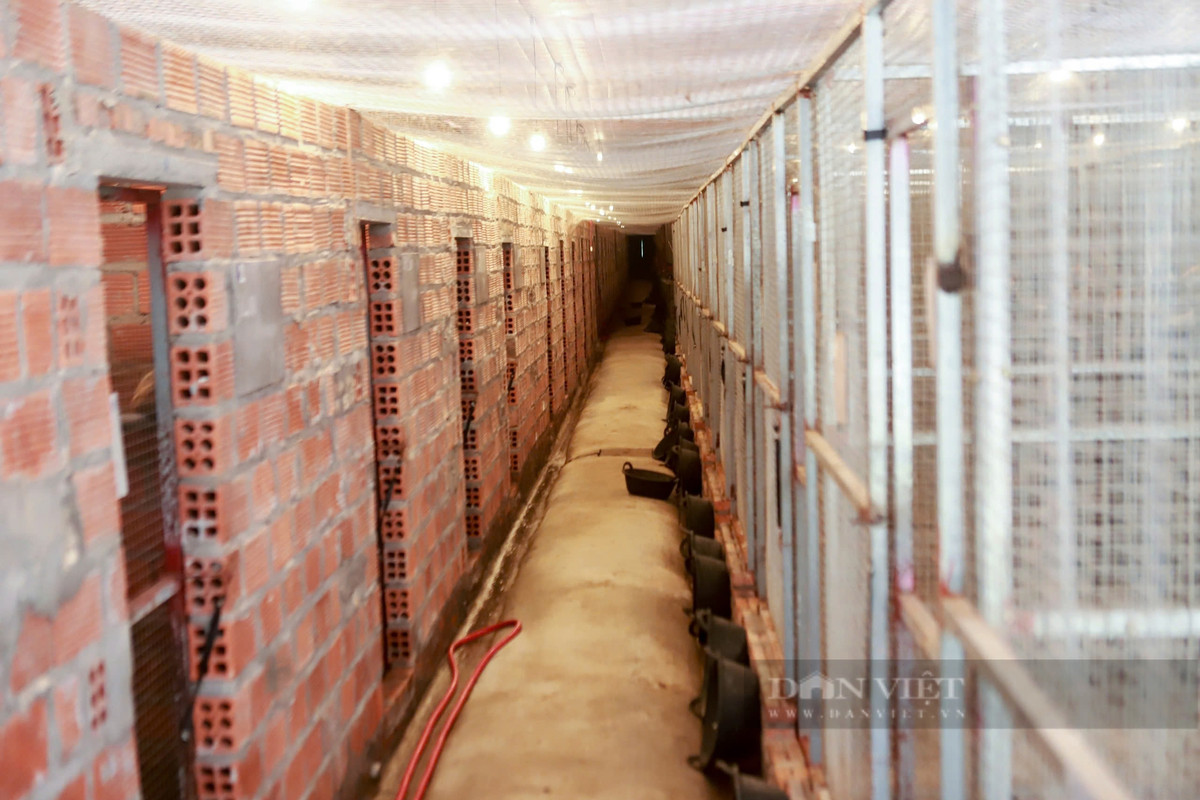 Liều nuôi con cầy mốc, anh nông dân bán 20 triệu/cặp giống - Hình 3 Lieu nuoi con cay moc, anh nong dan ban 20 trieu/cap giong-Hinh-3