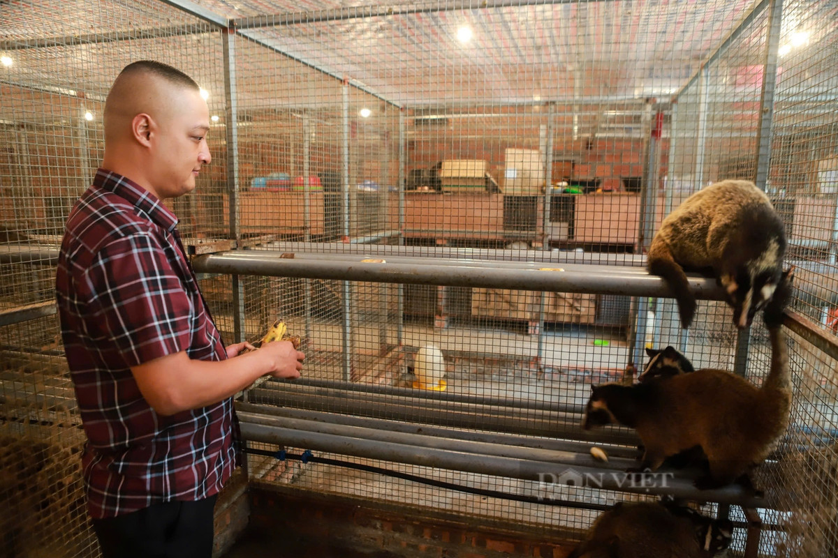 Liều nuôi con cầy mốc, anh nông dân bán 20 triệu/cặp giống Lieu nuoi con cay moc, anh nong dan ban 20 trieu/cap giong