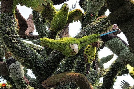 Những chú chim dài 4 m bay ra từ "Cây của các loài chim".