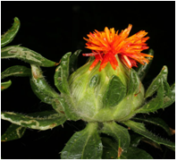 Thảo dược quý trong điều trị Thiếu máu não ảnh 1