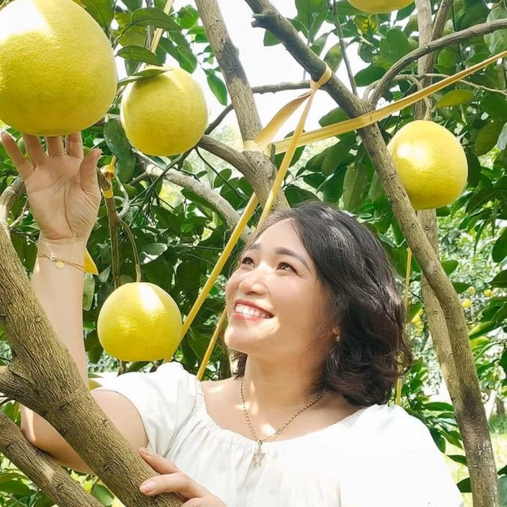 Bưởi Phúc Trạch- “Đệ nhất danh quả” giúp nông dân kiếm 590 tỷ đồng Buoi Phuc Trach- “De nhat danh qua” giup nong dan kiem 590 ty dong