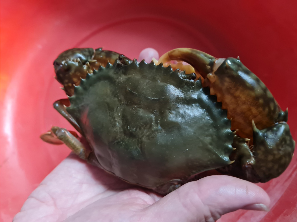 8X chở nước biển về Hà Nội… nuôi cua lột - Hình 2 8X cho nuoc bien ve Ha Noi… nuoi cua lot-Hinh-2