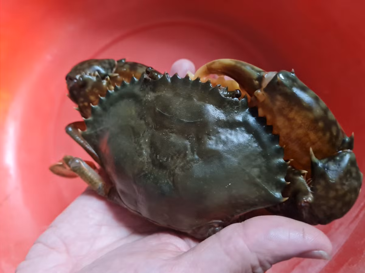 8X chở nước biển về Hà Nội… nuôi cua lột - Hình 2 8X cho nuoc bien ve Ha Noi… nuoi cua lot-Hinh-2