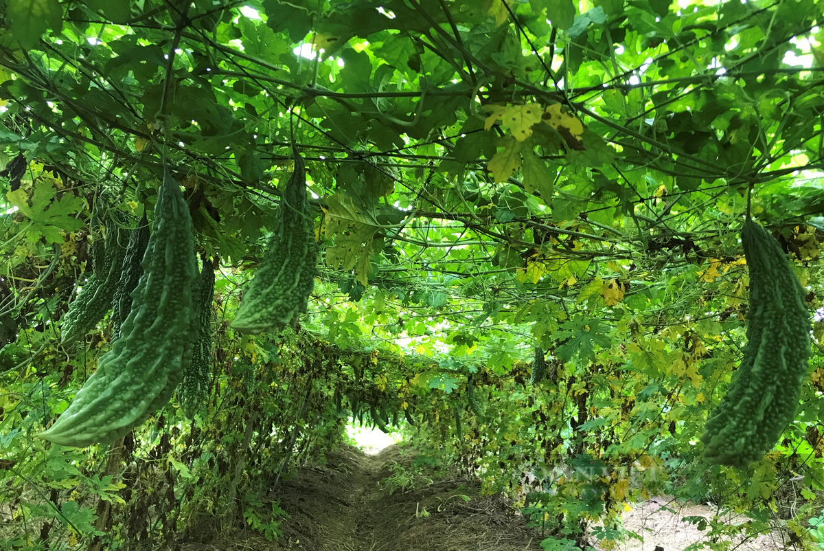 Trồng rau thoát nước tốt, nông dân ở Nghi Thuận cứ ra đồng là có tiền - Hình 2 Trong rau thoat nuoc tot, nong dan o Nghi Thuan cu ra dong la co tien-Hinh-2