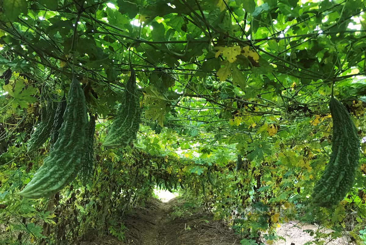 Trong rau thoat nuoc tot, nong dan o Nghi Thuan cu ra dong la co tien-Hinh-2