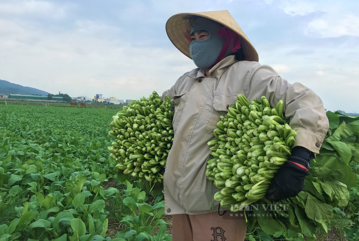 Trồng rau thoát nước tốt, nông dân ở Nghi Thuận cứ ra đồng là có tiền - Hình 4 Trong rau thoat nuoc tot, nong dan o Nghi Thuan cu ra dong la co tien-Hinh-4