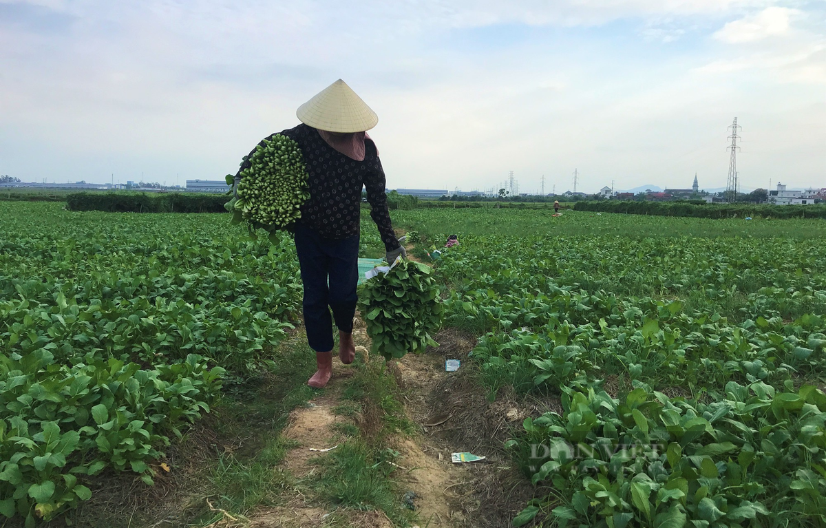 Trồng rau thoát nước tốt, nông dân ở Nghi Thuận cứ ra đồng là có tiền - Hình 3 Trong rau thoat nuoc tot, nong dan o Nghi Thuan cu ra dong la co tien-Hinh-3