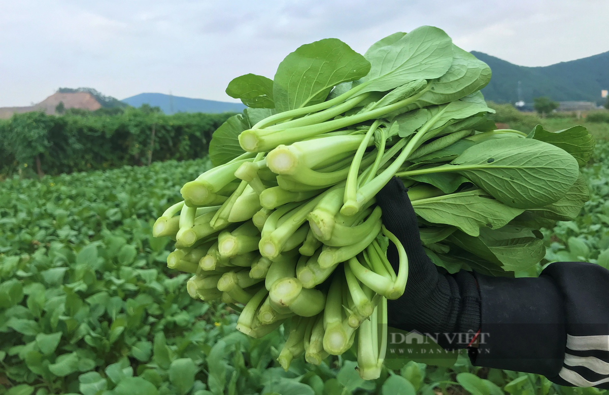 Trồng rau thoát nước tốt, nông dân ở Nghi Thuận cứ ra đồng là có tiền - Hình 5 Trong rau thoat nuoc tot, nong dan o Nghi Thuan cu ra dong la co tien-Hinh-5